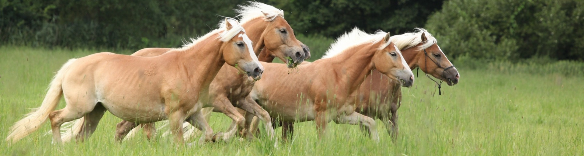 Haflinger paarden